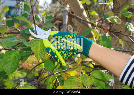 Frau Bauer kümmern sich um den Garten. Beschneidung der Obstbaum. Frau in Grün Handschuh mit gartenschere Scheren die Spitzen der Baum. Stockfoto