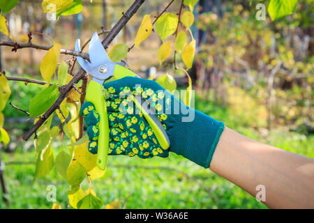 Frau Bauer suchen Sie nach den Obstgarten. Beschneidung der Obstbaum. Frau in Grün Handschuh mit gartenschere Scheren die Spitzen der Baum. Stockfoto