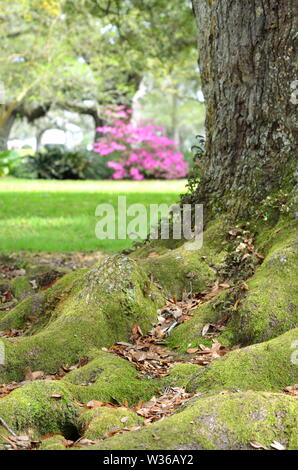 Schöne alte Südliche lebende Eichen (Quercus virginiana) in Louisiana USA in Parklandgärten Stockfoto