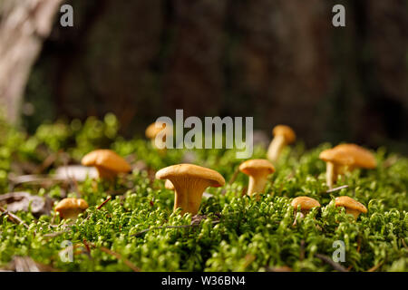 Pfifferlinge auf grünen Wald Moos. Helle Pilze im Sommer Wald. Close-up. Stockfoto