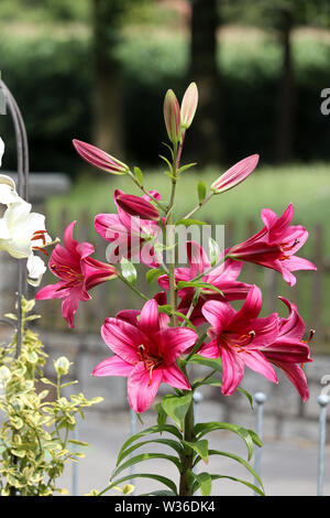 Seltene Baum Lily (lignum Lilium) im Sommer Garten Stockfoto