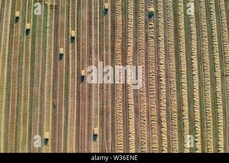 Landwirtschaftliches Feld gesehen von oben durch eine Drohne Stockfoto