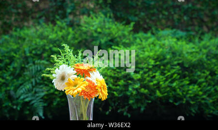 Die gerbera Daisy Blumen in einer Vase mit grünem Hintergrund. Kopieren Sie Platz. Stockfoto