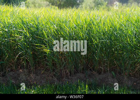 Grün Schilf, Binsen Hintergrund. Reisig von Zuckerrohr in den Wind. Wildes Gras neben Wasser. Grasbüschel Stockfoto