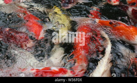 Verschiedene Zierfische Koi Karpfen Fische schwimmen im Teich Stockfoto