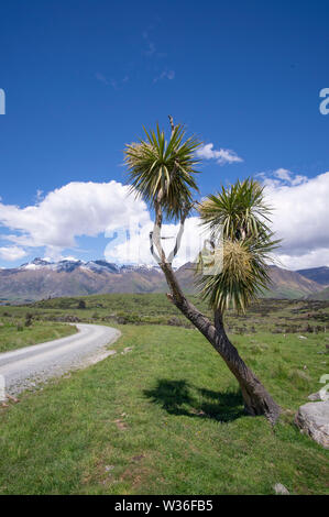 Cabbage Tree neben unbefestigte Straße durch Ackerland am Ufer des Lake Wakatipu nahe Queenstown, Neuseeland. Ein Teil der Station zu Station Cycle Trail. Stockfoto