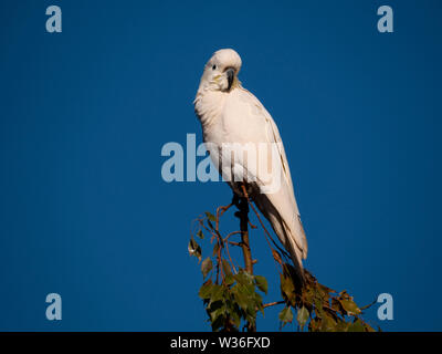 Schwefel-Crested Cockatoo, Cacatua galerita, in einem Baum mit blauen Himmel Hintergrund in der Nähe von Coffs Harbour in New South Wales, Australien gehockt Stockfoto