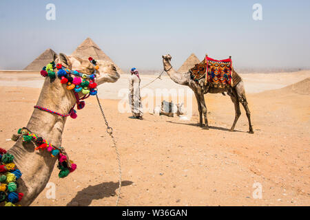 Kamele in der Wüste mit einem ägyptischen Mann sein Kamel an der Giza Plateau führt mit den Pyramiden in den Hintergrund. Stockfoto