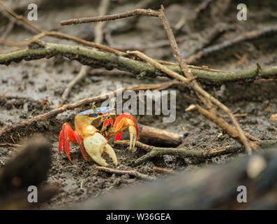 Nahaufnahme eines roten Land Crab in Nationalpark Santa Rosa in Costa Rica Stockfoto