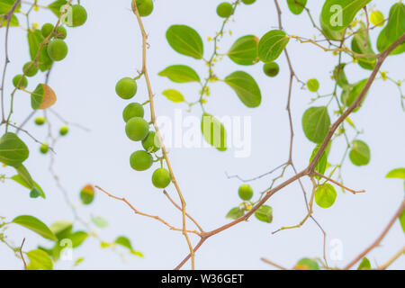 Nahaufnahme der ziziphus jujube Früchte und Blätter mit weißem Hintergrund. Stockfoto