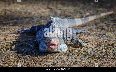 Nahaufnahme eines schwarzen Leguan in Costa Rica Stockfoto