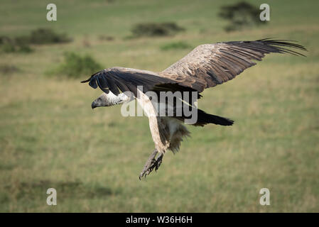 Afrikanische weiß-backed Vulture kommt in das Land Stockfoto