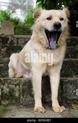 Weiße lange Haare männlicher Hund sitzen auf Schritt und Gähnen, Pet auf alten Steintreppen am Tag Stockfoto