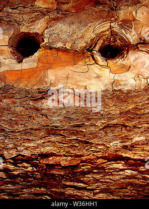 Zwei Bohrungen in einem Baum Makro Auslösung Hintergrund fine art Wallpapers Stockfoto