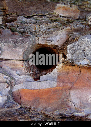 Loch in einem Baum Makro Auslösung Hintergrund fine art Wallpapers Stockfoto