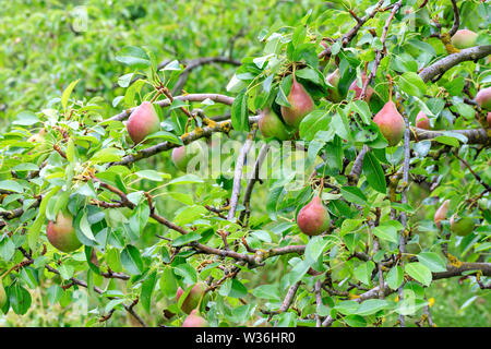 Reif rot-grüne Birnen auf einem Zweig vor dem Hintergrund des unscharfen Laub und weichen Sonnenlicht. Stockfoto