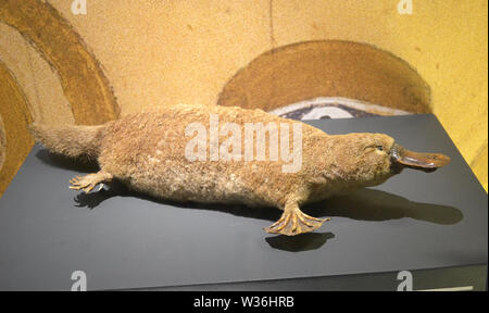 Ente Billed Platypus an Manchester Museum, Großbritannien. Ein Teil der Universität Manchester Stockfoto