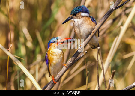 Malachite Kingfisher füttern ihre Jungen sitzen auf Schilf am Okavango Delta Botswana Stockfoto