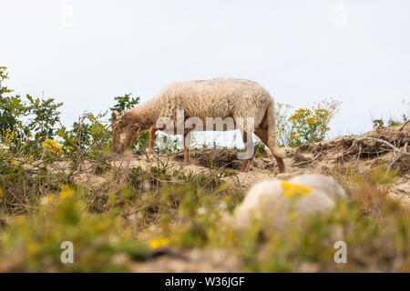 Alte roaming Drenthe Heide Schafe weiden in den Dünen von Den Haag's westduinpark Natura 2000 Coastal Park Stockfoto