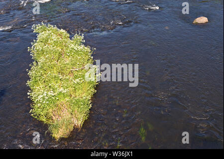 Fluss Wye suchen hinter der Brücke bei Builth Wells Powys Wales UK Stockfoto