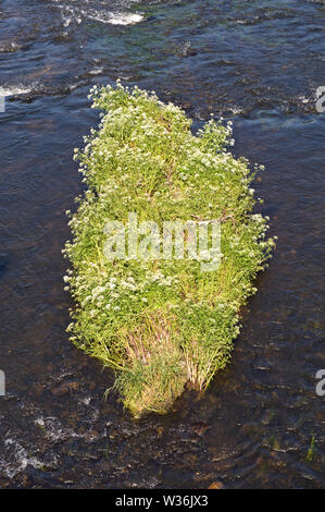 Fluss Wye suchen hinter der Brücke bei Builth Wells Powys Wales UK Stockfoto