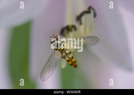 Hoverfly auf einer Blume, Makro Nahaufnahme Stockfoto