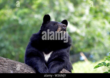 Schwarzbär in natürlichem Lebensraum, der distanziert aussieht Stockfoto