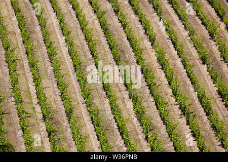 Chinon, Frankreich. Malerische Luftaufnahme eines Chinon Weinberg, in der vicininty der Rue des Quinquenays. Stockfoto