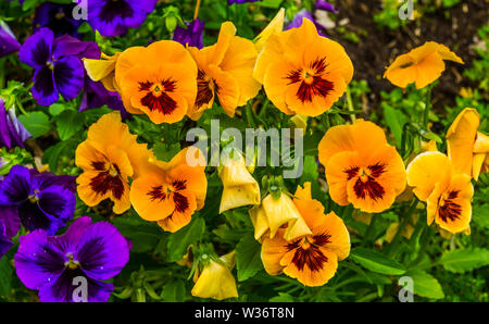 Nahaufnahme von orange Stiefmütterchen Blumen, bunte und beliebte Zierpflanzen Garten Blumen, Natur Hintergrund Stockfoto