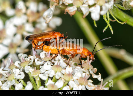 Paar gemeinsame Rot Soldat Käfer (Rhagonycha fulva) Paaren auf einer flowerhead von Queen Anne's Lace Stockfoto