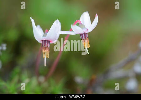 Vaccinium oxycoccos, bekannt als kleine Cranberry, Moosbeere cranberry Moor oder Sumpf Stockfoto