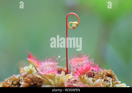 Gemeinsame Sonnentau, Drosera rotundifolia, eine fleischfressende Pflanze aus Finnland Stockfoto