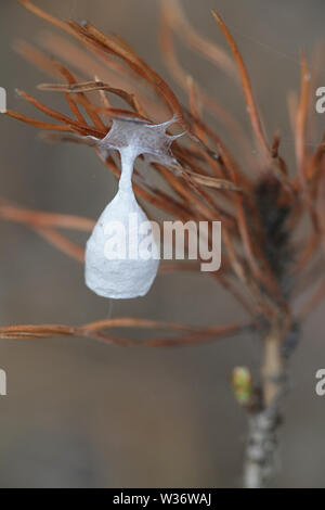 Weiße spinne Ei sac oder Kokon des Agroeca brunnea, eine Art der Spinne in der Liocranidae Familie Stockfoto