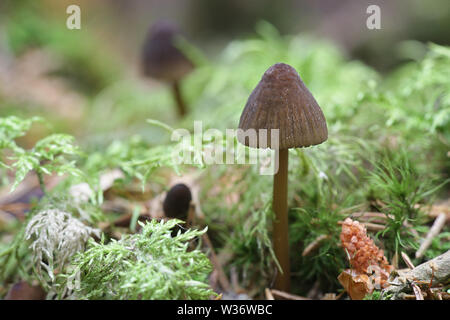 Olivenöl Kante Motorhaube, Mycena viridimarginata, wilde Pilze aus Finnland Stockfoto