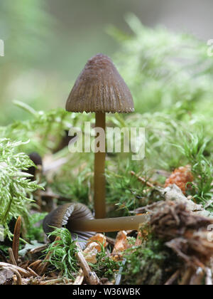 Olivenöl Kante Motorhaube, Mycena viridimarginata, wilde Pilze aus Finnland Stockfoto