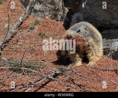 Alpine Murmeltier trägt braune Kiefernnadeln im Mund. Stockfoto