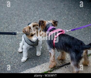 Nahaufnahme von zwei niedlichen Hunden an einer Leine beim Betragen Einander auf dem Bürgersteig Stockfoto