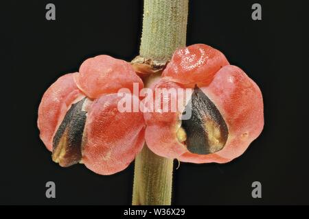 Ephedra pachyclada weiblichen Zapfen von dürren Berge Stockfoto