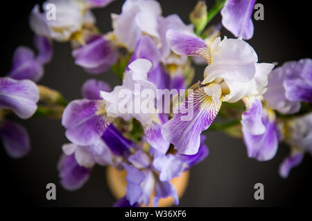 Schönen blauen Fleuret - Iris. Es ist auf schwarzem Hintergrund. Stockfoto