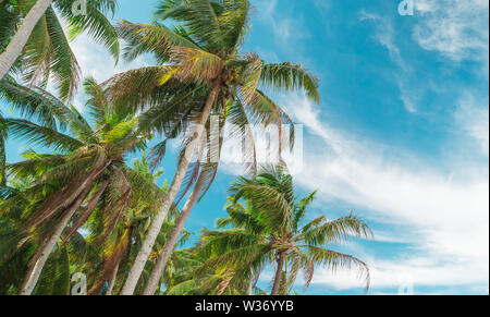 Ansicht von unten Palmen gegen einen schönen blauen Himmel. Grüne Palmen am blauen Himmel Hintergrund. Blick auf Palmen gegen den Himmel. Palme in sanften tr Stockfoto