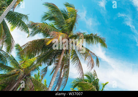 Ansicht von unten Palmen gegen einen schönen blauen Himmel. Grüne Palmen am blauen Himmel Hintergrund. Blick auf Palmen gegen den Himmel. Palme in sanften tr Stockfoto