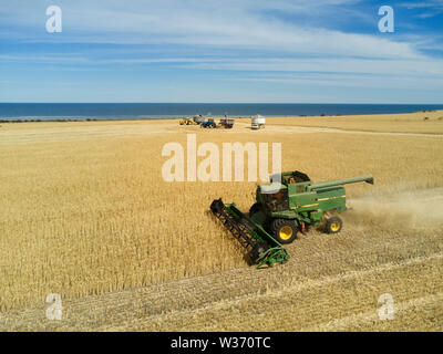 Antenne von Weizen der Ernte mit Mähdrescher auf der Küstenländer von Spencer Golf in der Nähe von Port Neill, Eyre Peninsula, South Australia Stockfoto