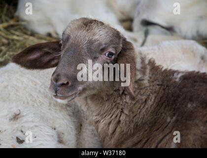 Baby Sheep, weißen und braunen Lämmer liegen auf dem Heu in einem Bauernhof, Landwirtschaft, ländliche Szene, niedliche Tiere Tiere - close-up Stockfoto