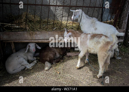 Baby Lämmer und Ziegen liegen auf dem Heu und Essen in einem Bauernhof, Landwirtschaft, baby Nutztiere, Niedliche Tier Stockfoto