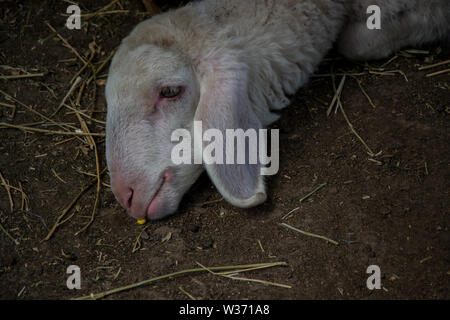 Baby Sheep versuchen, Mais in der Scheune zu essen, Tiere Tier, Leiter Porträt close-up Stockfoto