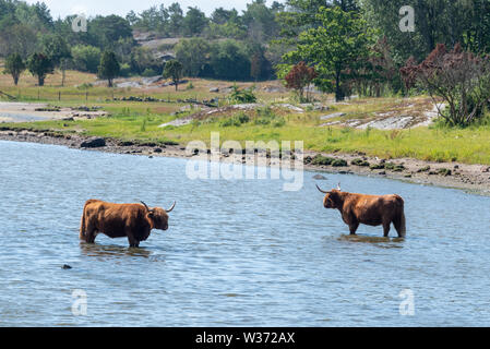 Resö, Schweden - 10 Juli, 2019: zwei Kühe stehen auf der Insel Resö in der Ostsee, westlichen Schweden. Stockfoto