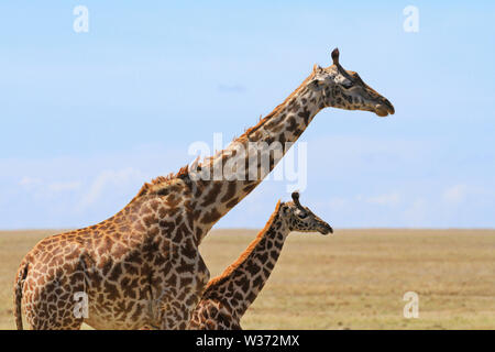 Masai Masai Giraffe, Giraffa Camelopardalis tippelskirchii, Mutter kleine junge Kalb. Masai Mara National Reserve Kenia Afrika bis Schließen Kopieren Platz zwei Stockfoto