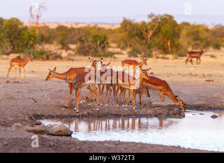 Impala Herde Wasser trinken am Wasserloch, Aepyceros melampus, Ol Pejeta Conservancy, Kenia, Ostafrika. Gruppe von impalas, African Safari in Kenia Stockfoto