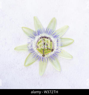 Passionsblume, Passiflora Stockfoto