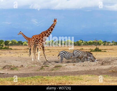Zwei Netzgiraffen hinter einer Gruppe von Zebras, die Wasser trinken. Giraffa camelopardalis reticulata. Ol Pejeta Conservancy, Kenia, Afrika Stockfoto